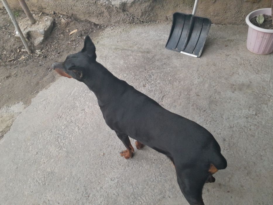 Доберман самка продается