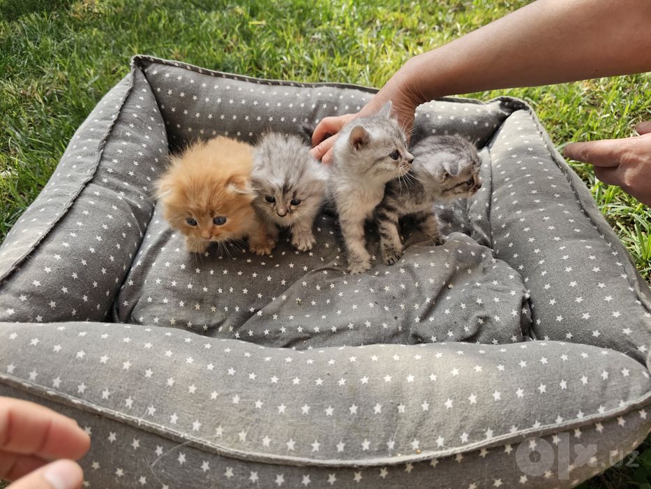 Котята от шотландской вислоухой (скотиш фолд)