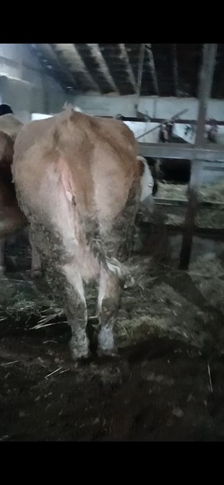 Семіз 4 ай байданған сиырлар