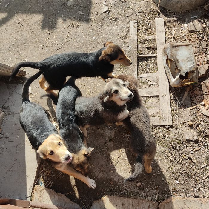 Щенки бесплатно в добрые руки