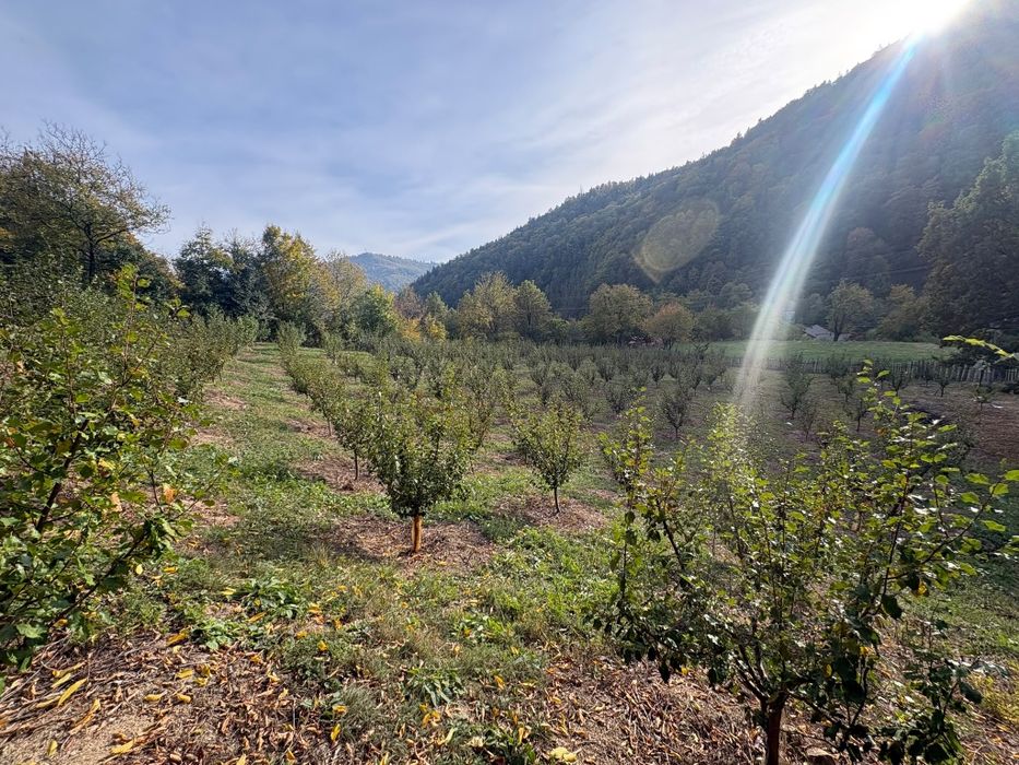 Livada in zona Pângărăcior neamt