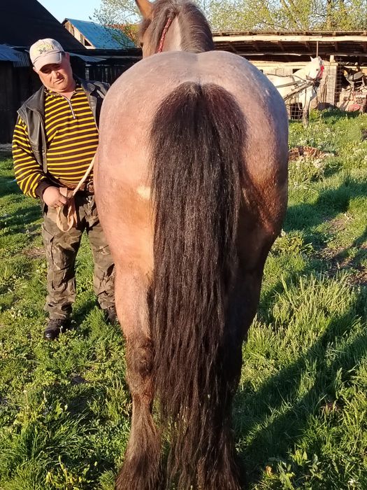 Mânză de vânzare