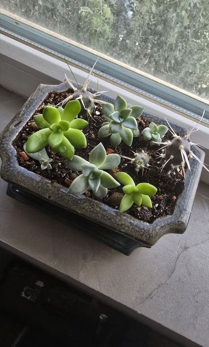 Продам садик из суккулентов