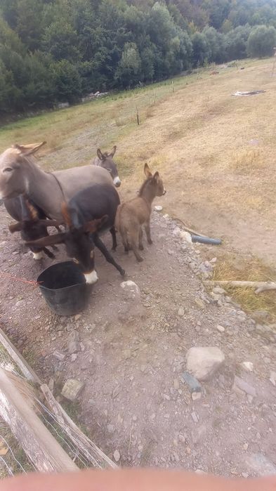 Vand magarita cu pui