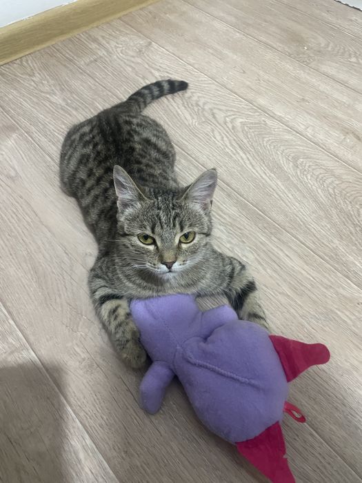 Котенок приченный
