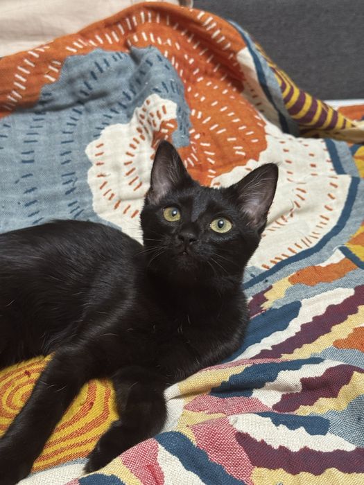 Котенок девочка в добрые руки