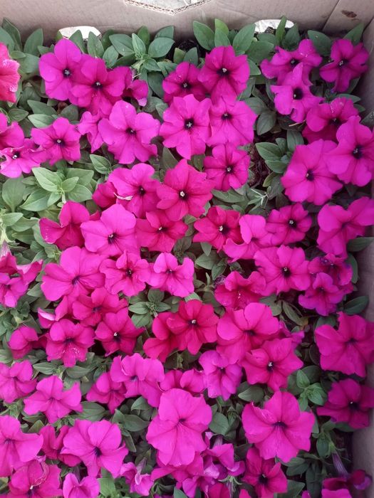 Gul optom ekip ham beramiz