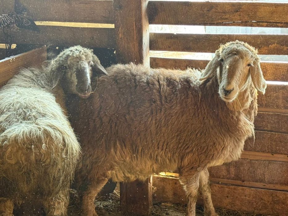 Овца кочкарчик крупные