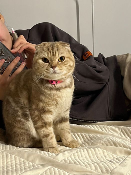 Шотландская Кошка