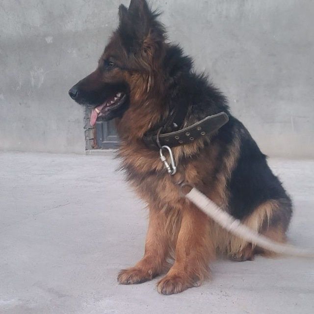 Nemetskiy afcharka sotiladi qiz urĝochi