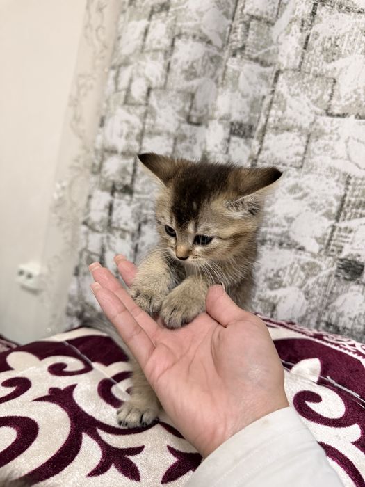 Продам кошку,срочно Алматаа