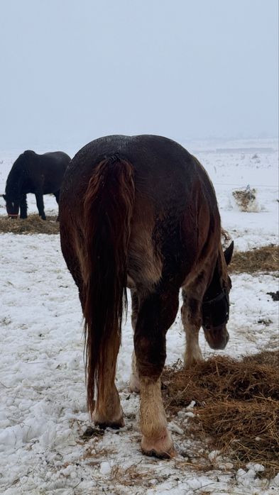 Vand iapa de 3 ani rasa breton