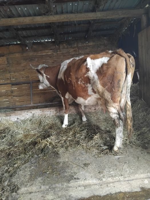 Vacă cu lapte de vânzare