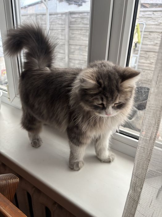 Отдам кошку бесплатно