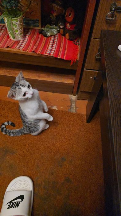 Отдам котика в добрые руки
