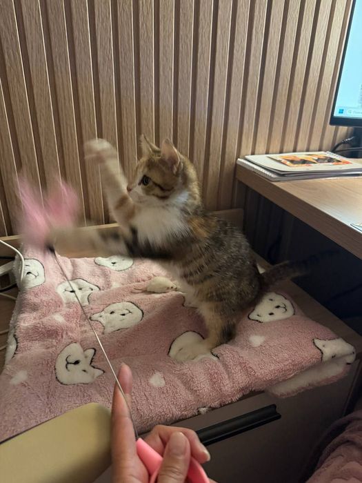 Передержка ваших котиков