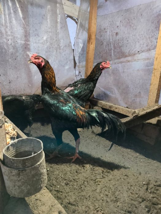 Дакан Жұмыртқа Яйцо