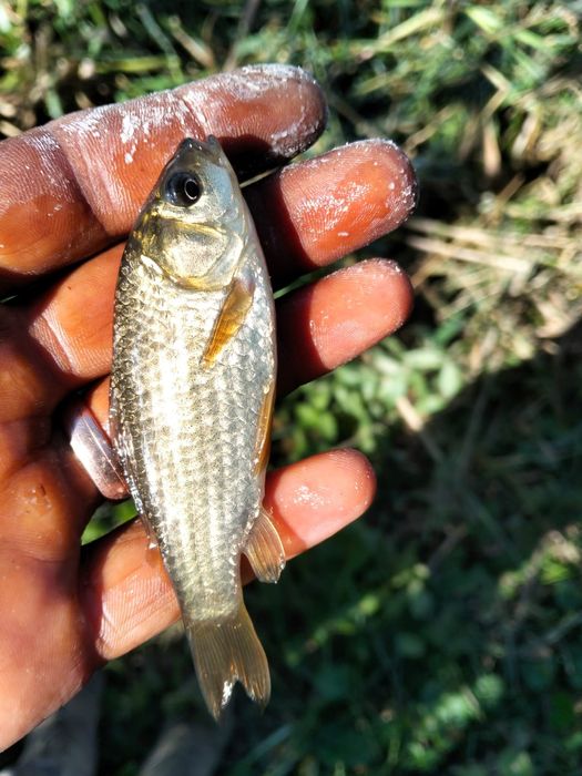 Caras viu pentru populare