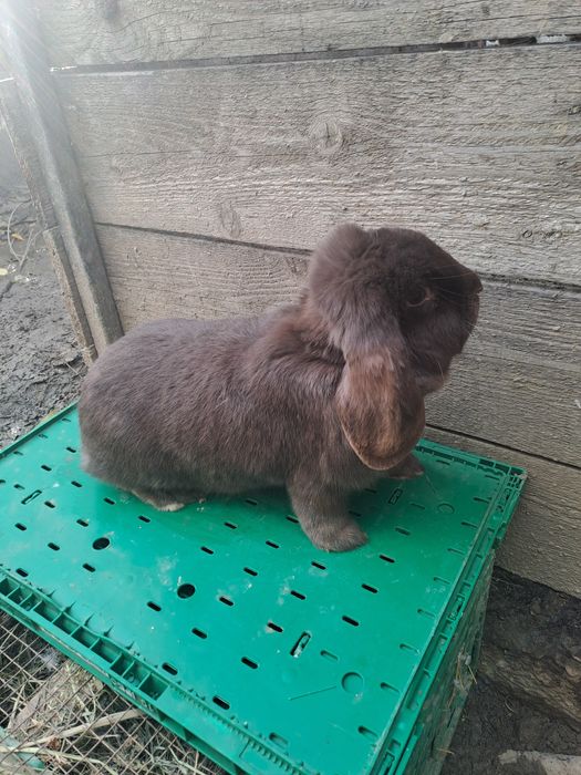 Vând iepuroica berbec german