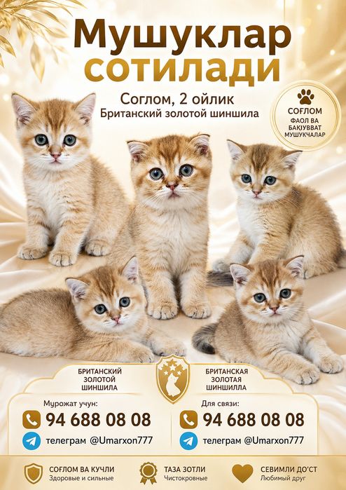 Кошки золотая шиншила
