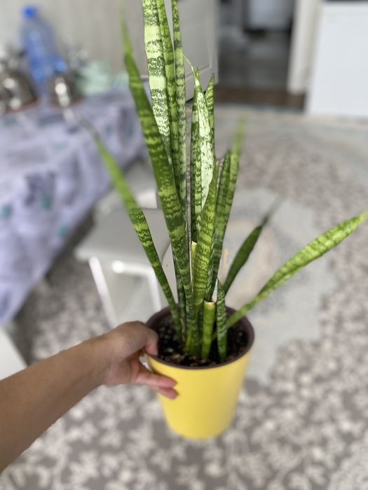 Үй гүлдері сатылады