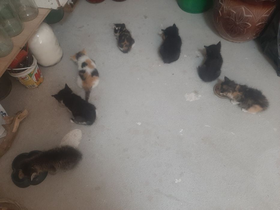 котята домашние...