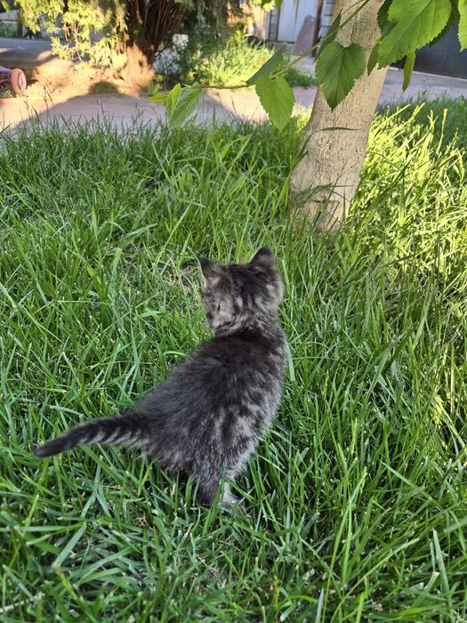 Котёнок, мальчик