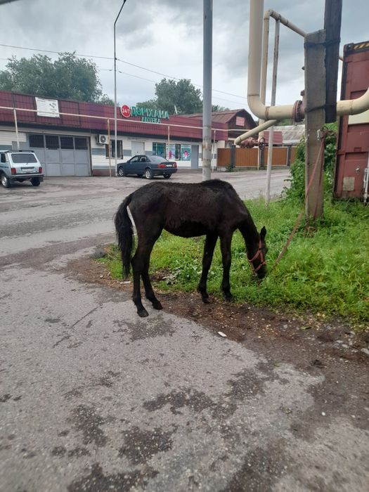 Тай сатылады ннннн