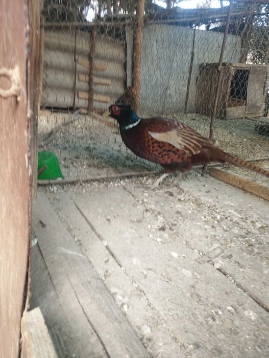 Vând Fazani / găini / porumbei de rasa