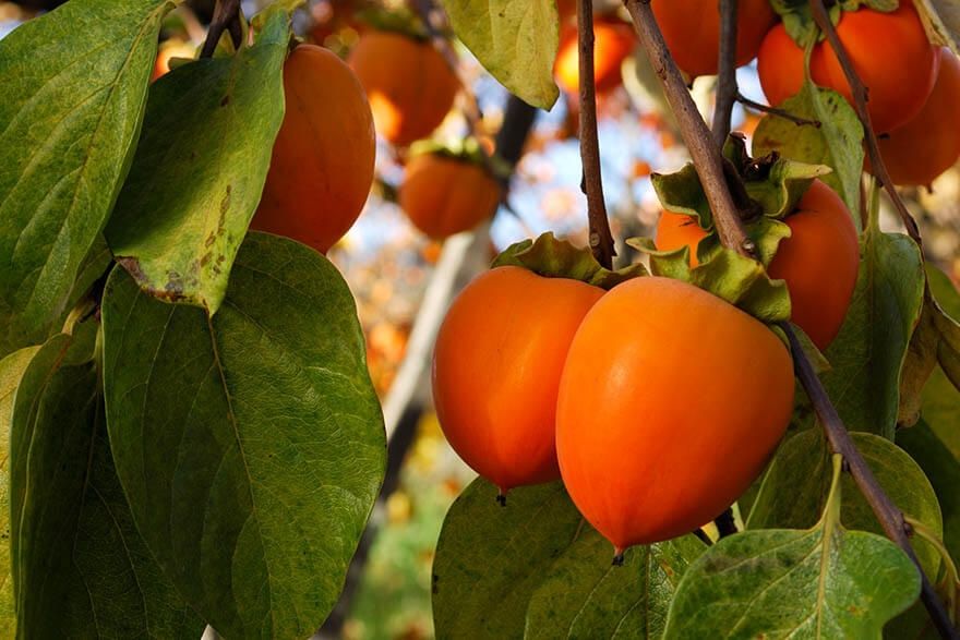 Uzum ko'chatlari Gullar va Mevali daraxt ko'chatlari aniq Sortlardan.