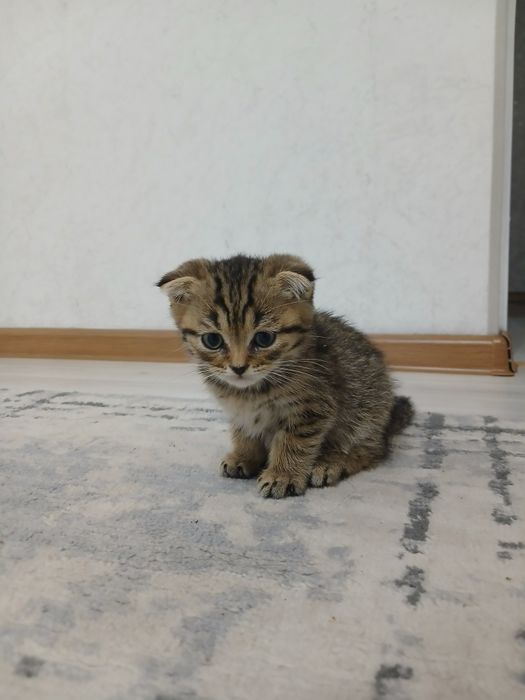 Шотландские вислоухие