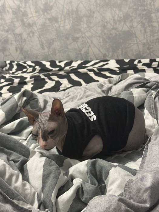 Кошка канадский сфинкс
