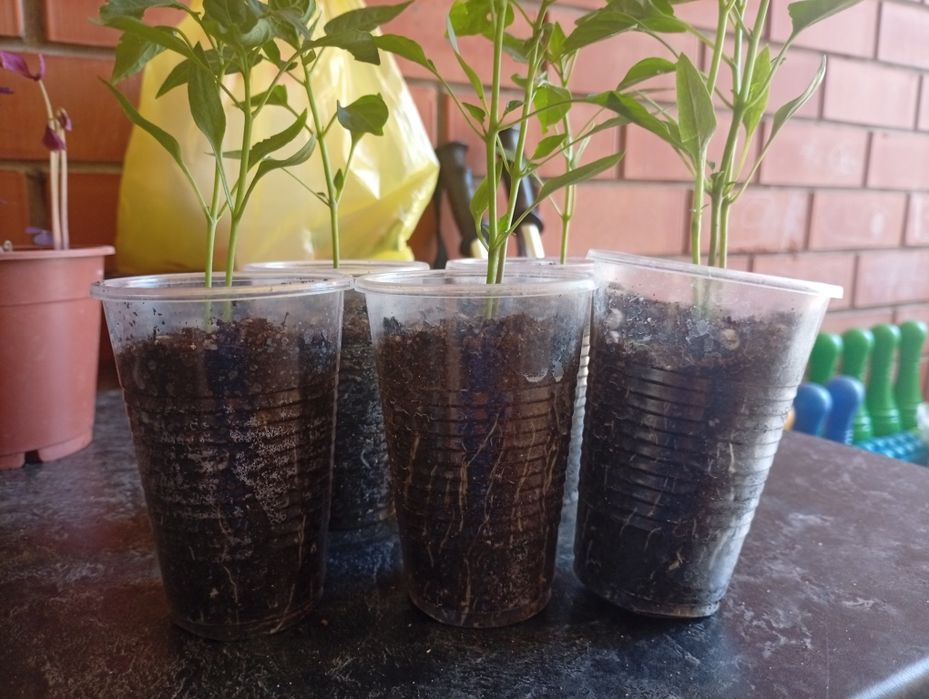 Продам цветы и перчик