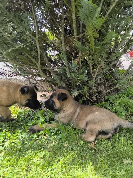 Ciobanesc belgian MALINOIS