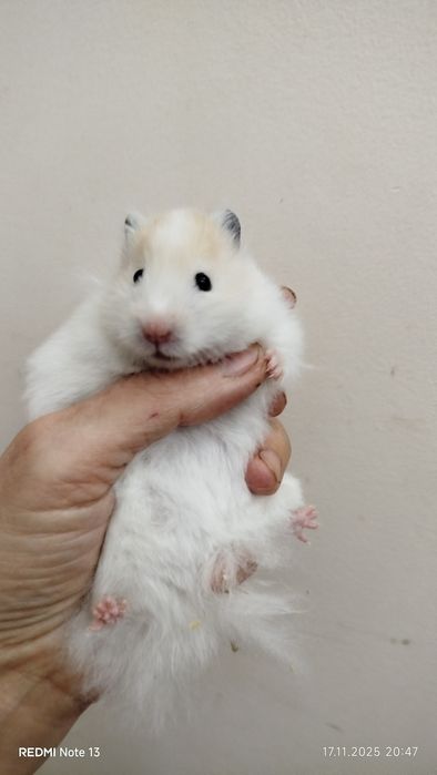 Хомячки ангорские