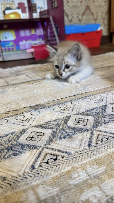 Котенок девочка 2 месяца