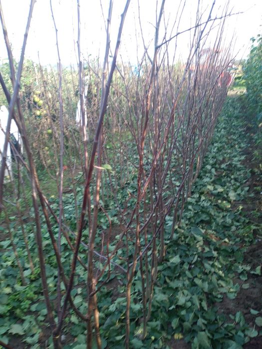 Pomi fructiferi de vanzare Aiud