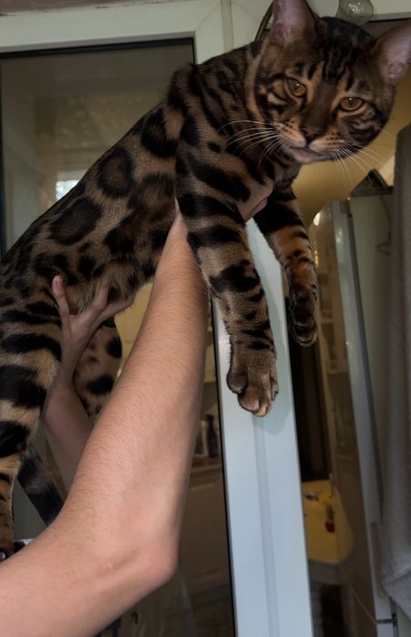 Вязка Бенгальский кот