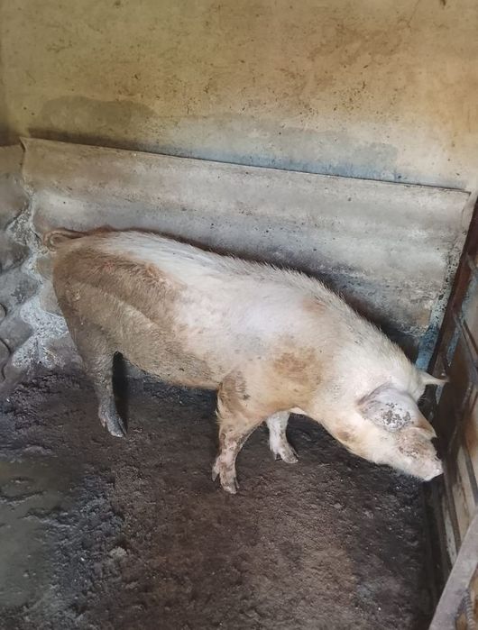 Продам кабана производителя