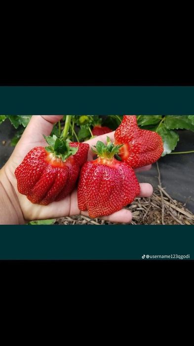 Внимани топ цена