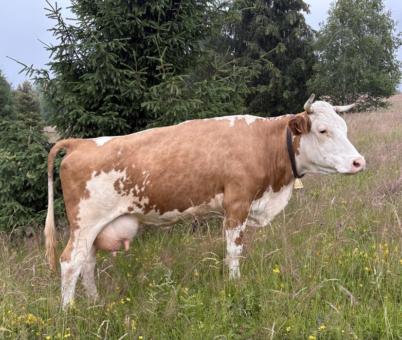 Vacă de vânzare cu vițel