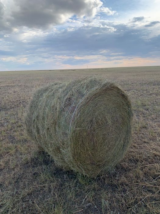 Сено продам с место и доставка есть