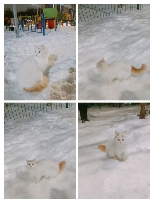 В хорошие руки котики