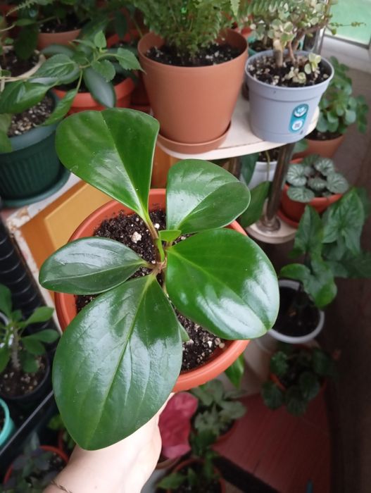 Продам цветы комнатные