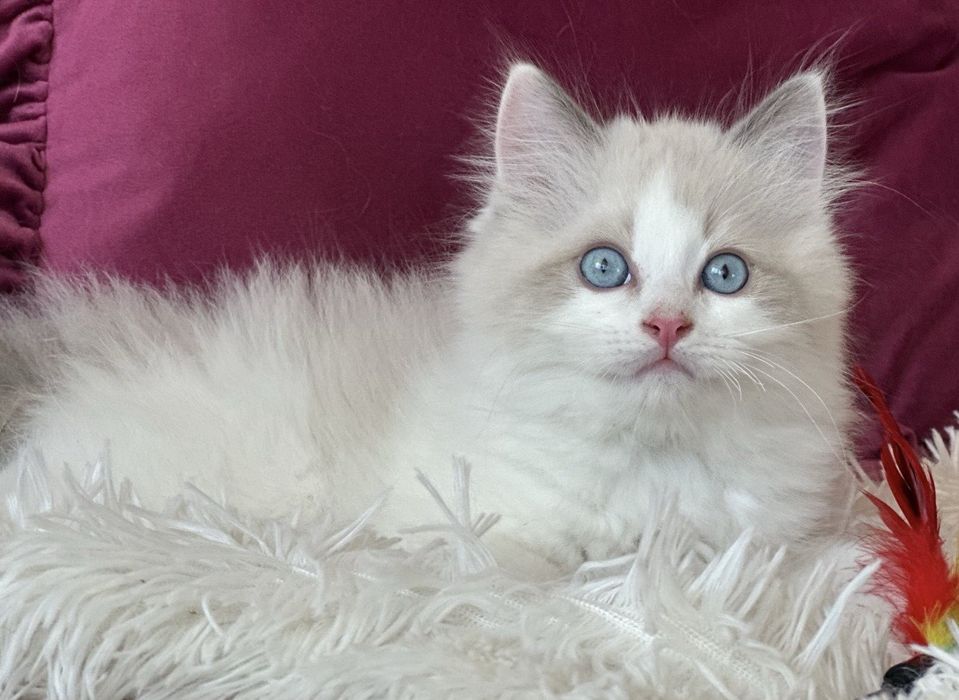 Регдол / Ragdoll / котенца