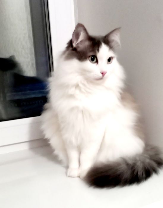 Вот такая КРАСОТА ! Милочка .Стерелизована .