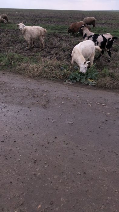 Vând capra alpina franceza