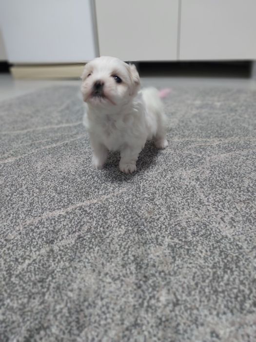 Catel bichon maltese miny