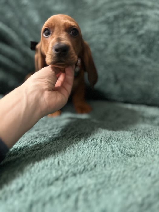 Mascul teckel cu Pedigree FCI