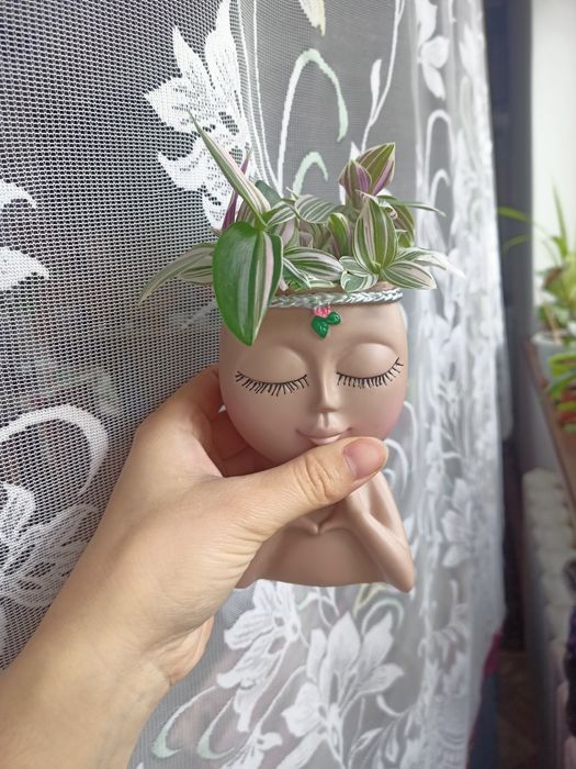 Продам домашние растения